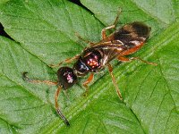Cleptes semiauratus