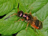 Cleptes sp 2, Halfgoudwesp, Saxifraga-Ab H Baas