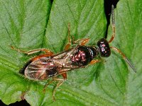 Cleptes sp 3, Halfgoudwesp, Saxifraga-Ab H Baas