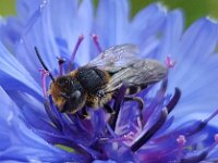Coelioxys sp1, kegelbij, Saxifraga-Ben Delbaere