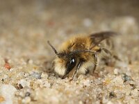 Colletes cunicularius 7, Grote zijdebij, Saxifraga-Lieven Decrick