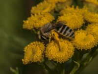 Colletes daviesanus 10, Wormkruidbij, Saxifraga-Jan van der Straaten