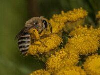 Colletes daviesanus 11, Wormkruidbij, Saxifraga-Jan van der Straaten