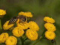 Colletes daviesanus 14, Wormkruidbij, Saxifraga-Jan van der Straaten