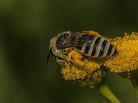 Colletes daviesanus 15, Wormkruidbij, Saxifraga-Jan van der Straaten