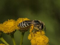 Colletes daviesanus 16, Wormkruidbij, Saxifraga-Jan van der Straaten