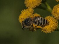 Colletes daviesanus 18, Wormkruidbij, Saxifraga-Jan van der Straaten