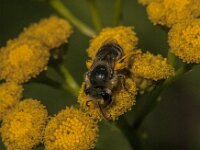 Colletes daviesanus 19, Wormkruidbij, Saxifraga-Jan van der Straaten