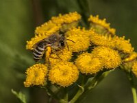 Colletes daviesanus 7, Wormkruidbij, Saxifraga-Jan van der Straaten