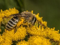Colletes daviesanus 8, Wormkruidbij, Saxifraga-Jan van der Straaten