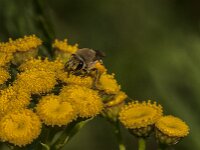 Colletes daviesanus 9, Wormkruidbij, Saxifraga-Jan van der Straaten
