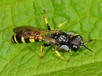 Crabro peltarius 11, Kleine zeefwesp, male , Saxifraga-Ab H Baas