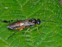 Craesus latipes