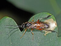 Craesus sp