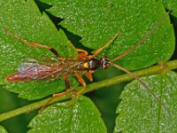 Cratichneumon luteiventris