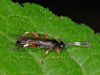 Cratichneumon sp 3, Saxifraga-Ab H Baas