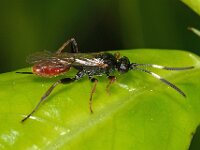 Crypteffigies lanius
