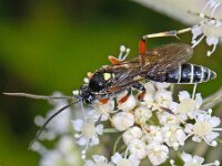 Ctenichneumon panzeri 2, Saxifraga-Ab H Baas