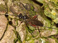 Cubocephalus anatorius