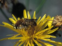 Dasypoda hirtipes 2, Pluimvoetbij, Saxifraga-Frits Bink