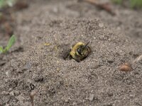 Dasypoda hirtipes 21, Pluimvoetbij, Saxifraga-Willem van Kruijsbergen