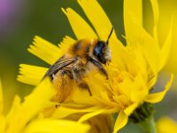Dasypoda hirtipes 29, Pluimvoetbij, female, Saxifraga-Bart Heijne : 2025, Apeldoornseweg, Dasypoda altercator, Dasypoda hirtipes, Ede, Hymenoptera, Kamelenvijver, Rijksweg, augustus, insect, pluimvoetbij, stack 7, vrouw, wilde bij, zomer
