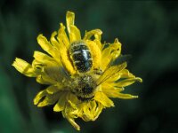 Dasypoda hirtipes 5, Pluimvoetbij, female, Saxifraga-Pieter van Breugel