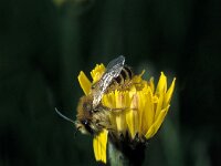 Dasypoda hirtipes 7, Pluimvoetbij, male, Saxifraga-Pieter van Breugel