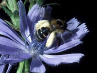 Dasypoda hirtipes 8, Pluimvoetbij, Saxifraga-Pieter van Breugel