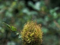 Diplolepis rosae, Rose gall wasp
