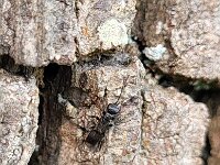 Dipogon subintermedius