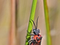 Dolerus triplicatus