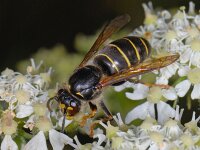Dolichovespula media 10, Middelste wesp, Saxifraga-Ab H Baas