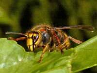Dolichovespula media 11, Middelste wesp, Saxifraga-Ab H Baas