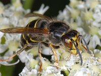Dolichovespula media 9, Middelste wesp, Saxifraga-Ab H Baas