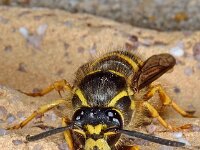 Dolichovespula saxonica 4, Saksische wesp, Saxifraga-Ab H Baas