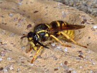 Dolichovespula saxonica 5, Saksische wesp, Saxifraga-Ab H Baas