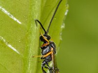 Dusona sp 3, Saxifraga-Ab H Baas