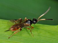 Endasys sp