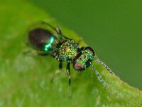 Entedon tibialis