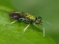 Entedon tibialis 2, Saxifraga-Ab H Baas