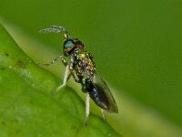 Entedon tibialis 3, Saxifraga-Ab H Baas