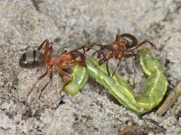 Formica exsecta 2, Gewone satermier, Saxifraga-Ab H Baas