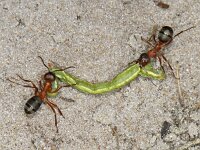 Formica exsecta 3, Gewone satermier, Saxifraga-Ab H Baas