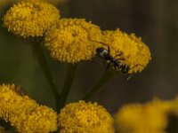 Formica fusca 13, Grauwzwarte renmier, Saxifraga-Jan van der Straaten