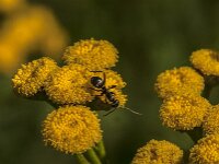 Formica fusca 15, Grauwzwarte renmier, Saxifraga-Jan van der Straaten