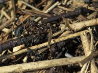 Formica pratensis,  Black-backed Meadow Ant