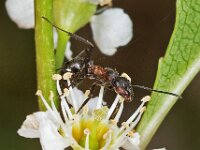 Formica pratensis 3, Zwartrugbosmier, Saxifraga-Ab H Baas