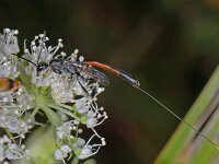 Gasteruption jaculator 3, Saxifraga-Ab H Baas