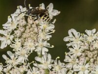 Gorytes sp